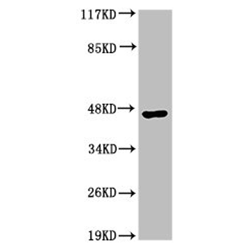 ACR Antibody