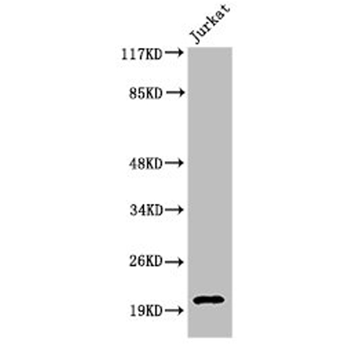 Cleaved-CASP7 (D198) Antibody