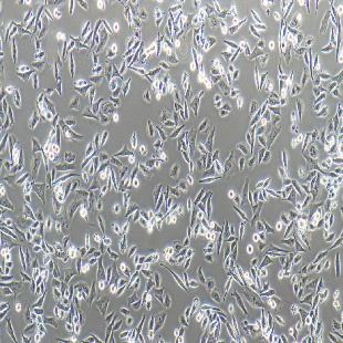 HFL1 人胚肺成纤维细胞