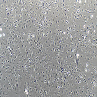 IEC-6 大鼠小肠隐窝上皮细胞