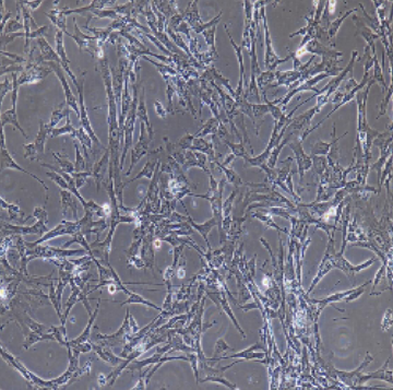 胎盘绒毛膜滋养层细胞