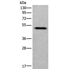 兔抗MMP12多克隆抗体