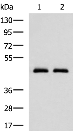 兔抗ACTIN(植物)多克隆抗体