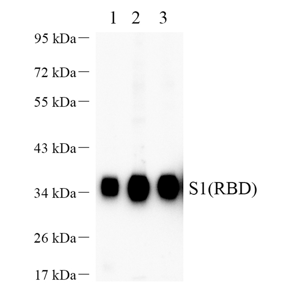 Anti - SARS-CoV-2 spike glycoprotein Rabbit pAb