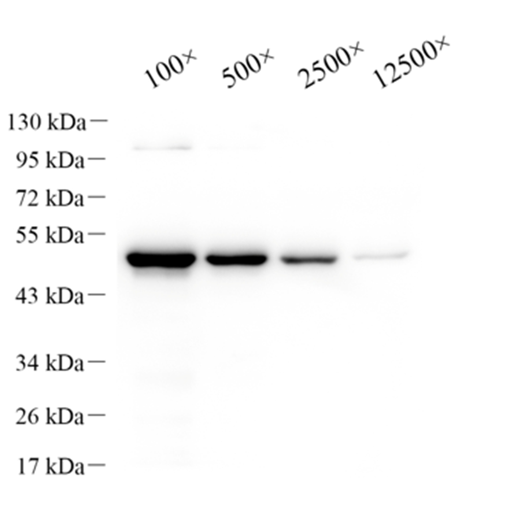 Anti - SARS-CoV-2 spike glycoprotein Rabbit pAb