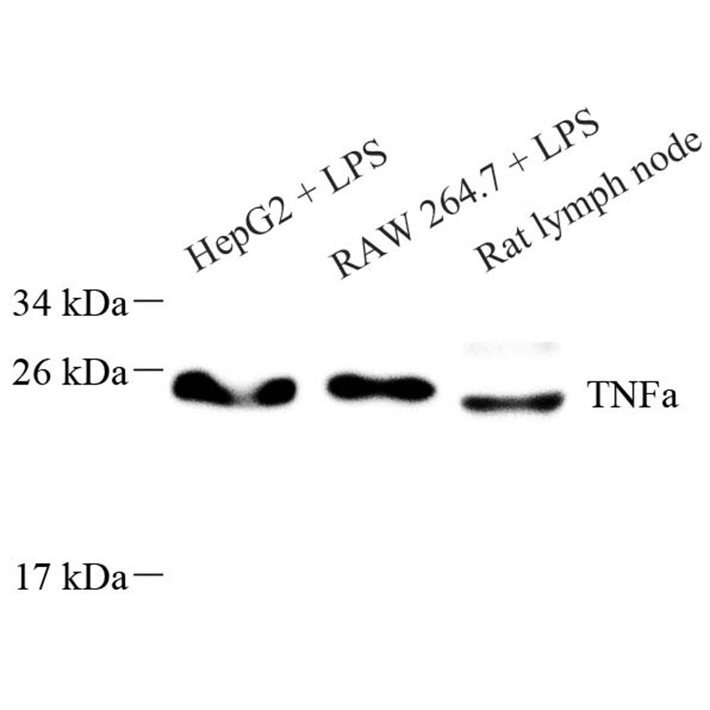 Anti -TNF-α Rabbit pAb
