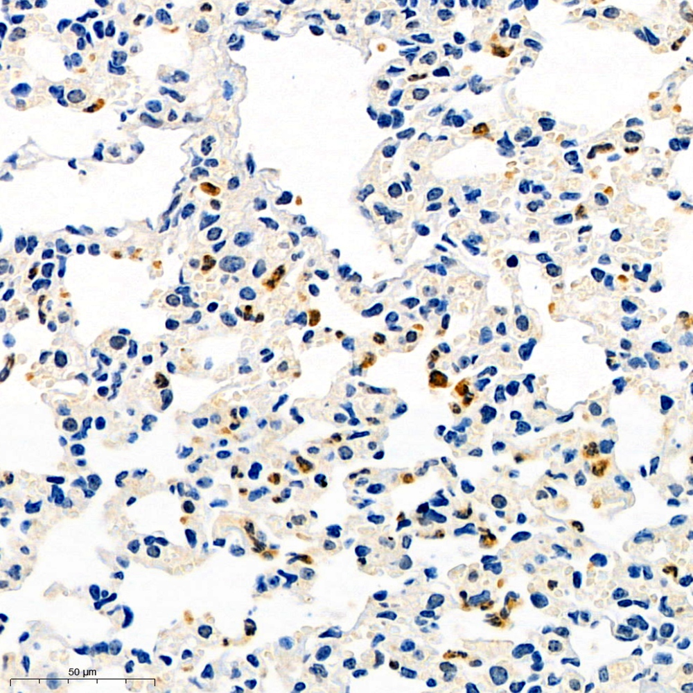 Anti -Macrophage Inflammatory Protein 1 alpha / CCL3 Rabbit pAb