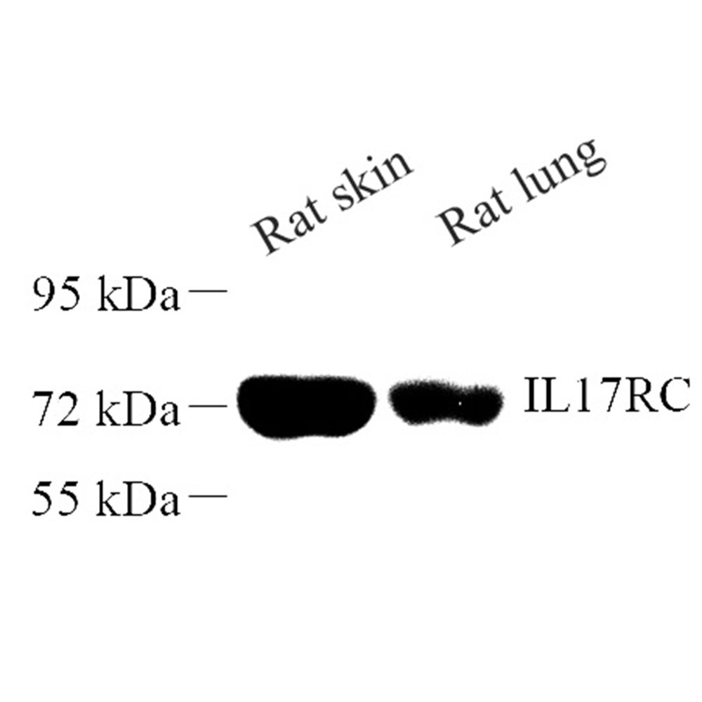 Anti -IL-17RC Rabbit pAb