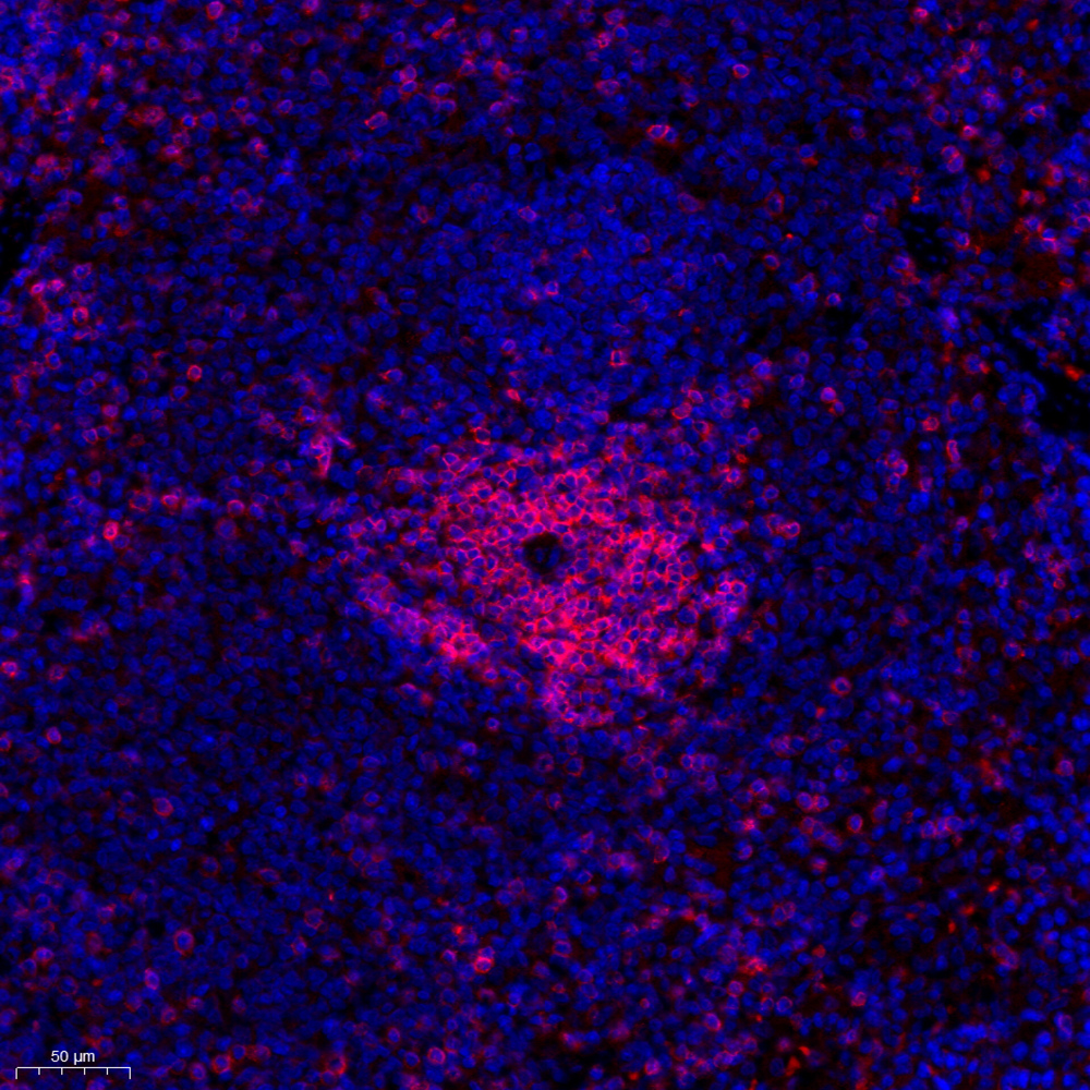 Anti -CD3 Rabbit pAb