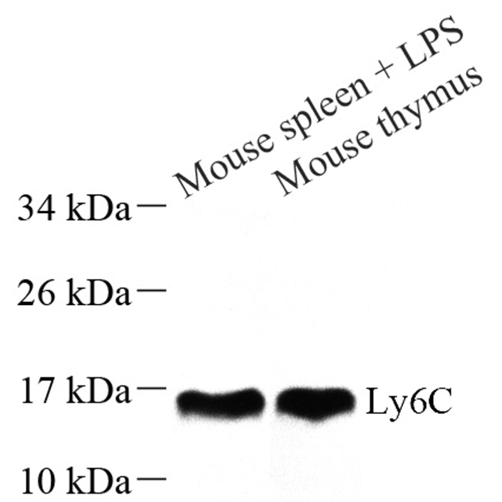 Anti -Ly6c Rabbit pAb