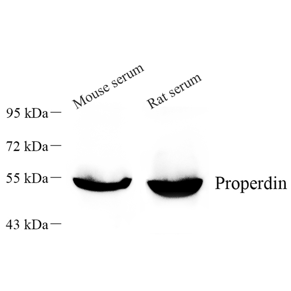 Anti -Properdin/PFC Rabbit pAb