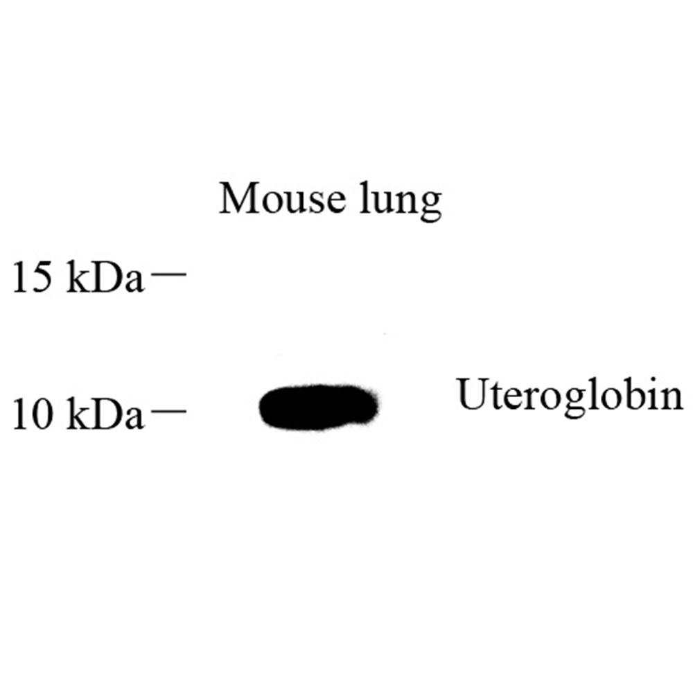 Anti -Uteroglobin Rabbit pAb