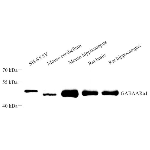 Anti -GABA A Receptor alpha 1 Rabbit pAb