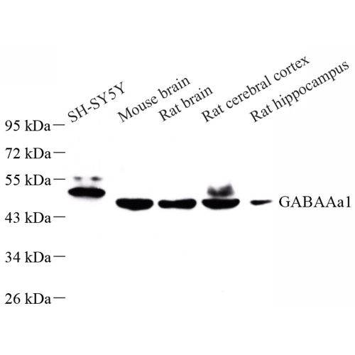 Anti -GABA A Receptor alpha 1 Rabbit pAb