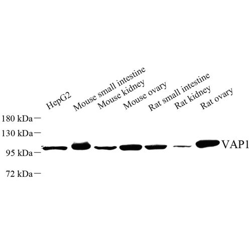 Anti -VAP1 Rabbit pAb
