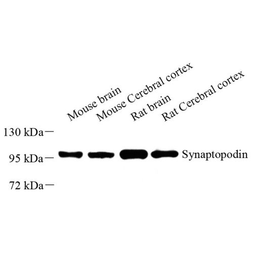 Anti -Synaptopodin Rabbit pAb