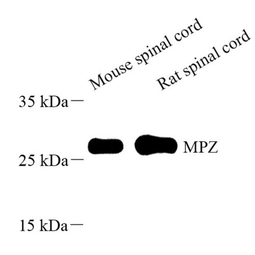 Anti -Myelin Protein Zero Rabbit pAb