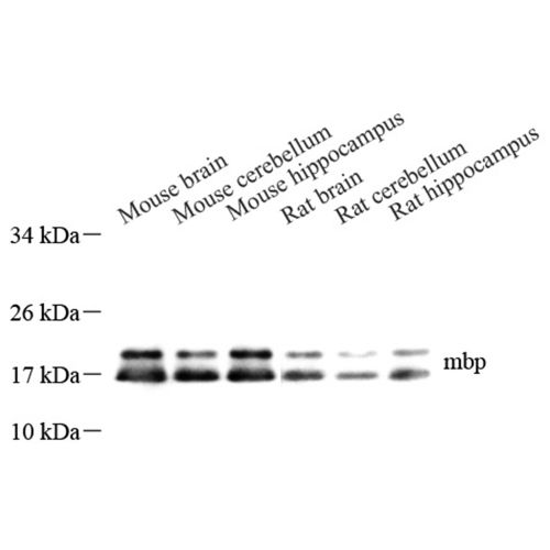 Anti -Myelin Basic Protein Rabbit pAb