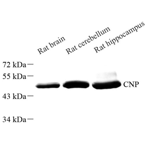 Anti -CNPase Rabbit pAb