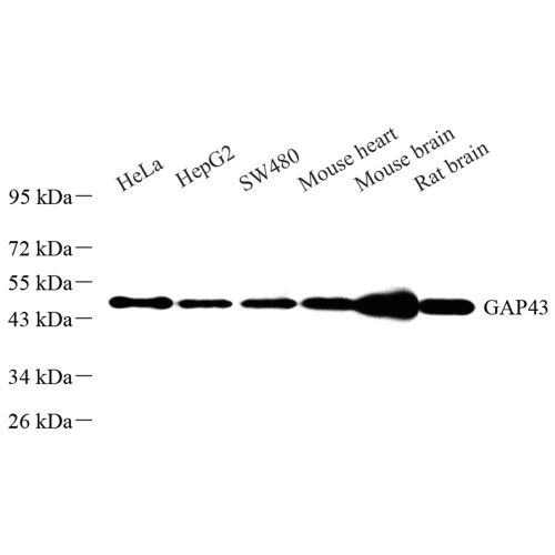 Anti -GAP43 Rabbit pAb