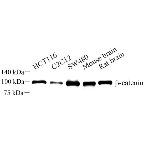 Anti -beta Catenin Rabbit pAb