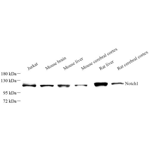 Anti -Notch1 Rabbit pAb