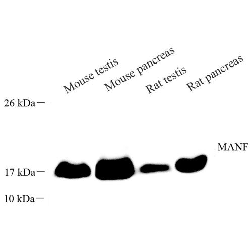 Anti -ARMET/ARP Rabbit pAb