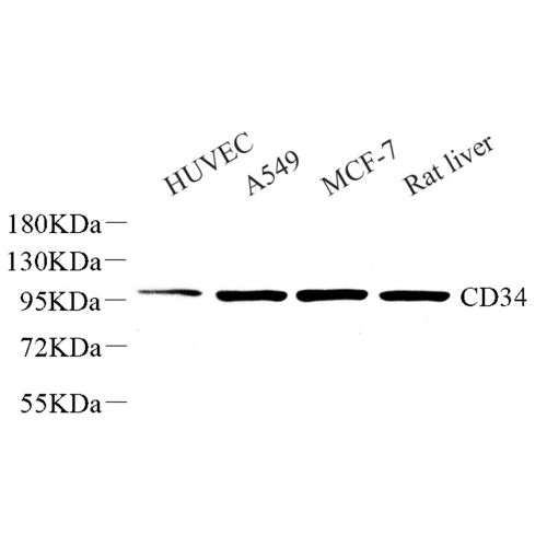 Anti -CD34 Rabbit pAb