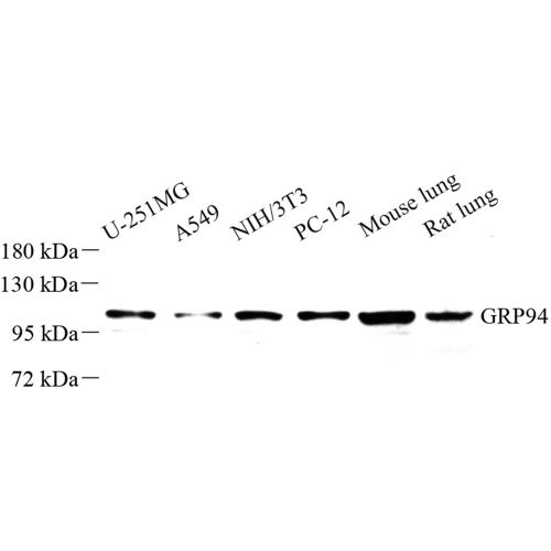 Anti -GRP94 Rabbit pAb