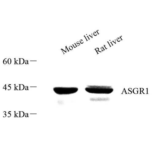 Anti -Asialoglycoprotein Receptor 1/HL-1 Rabbit pAb