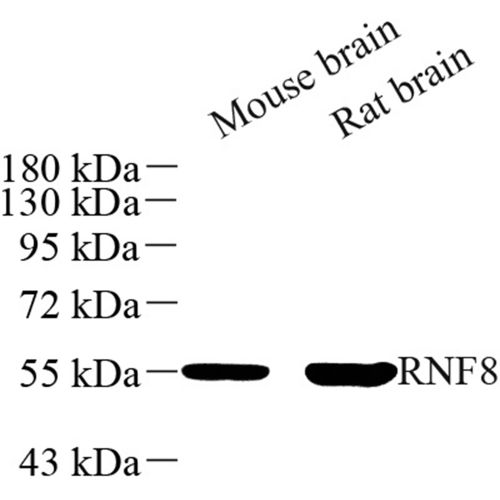 Anti -RNF8 Rabbit pAb