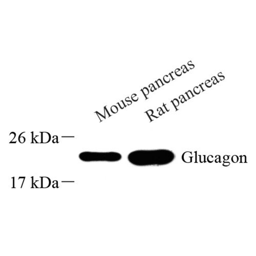 Anti -Glucagon Rabbit pAb