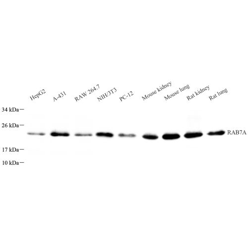 Anti -RAB7 Rabbit pAb