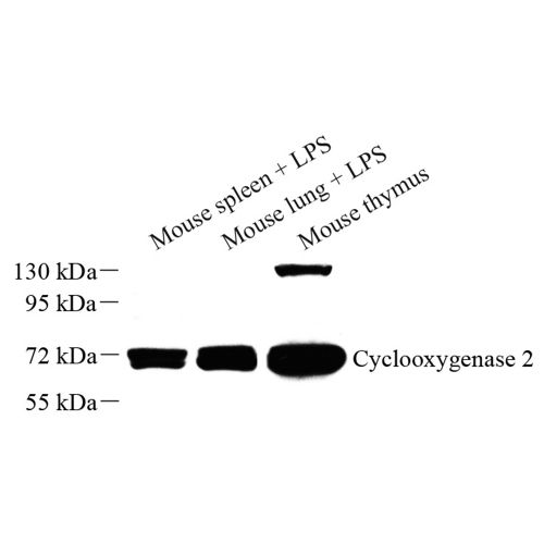 Anti -COX2 / Cyclooxygenase 2 Rabbit pAb