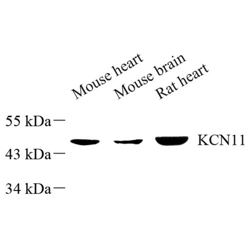 Anti -Kir6.2/BIR Rabbit pAb