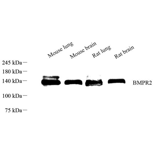 Anti -BMPR2 Rabbit pAb