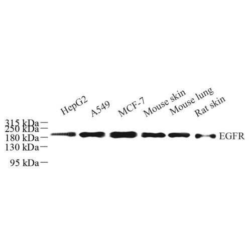 Anti -EGFR Rabbit pAb