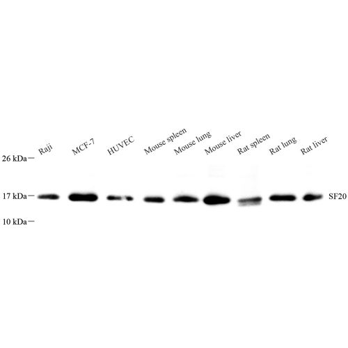 Anti -SF20 Rabbit pAb
