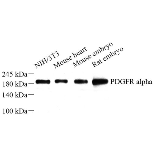 Anti -PDGFR alpha Rabbit pAb