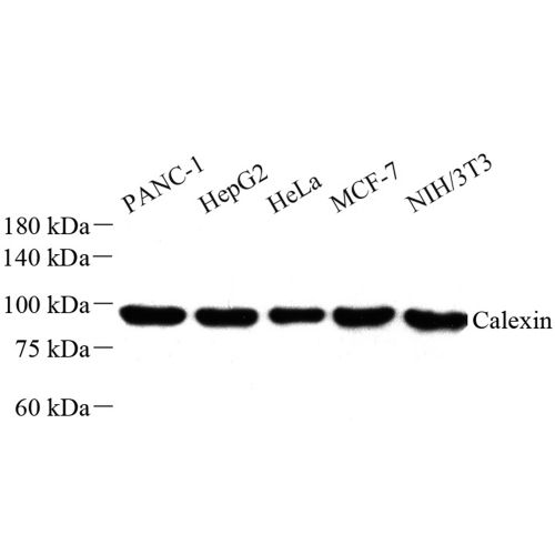 Anti -Calnexin Rabbit pAb