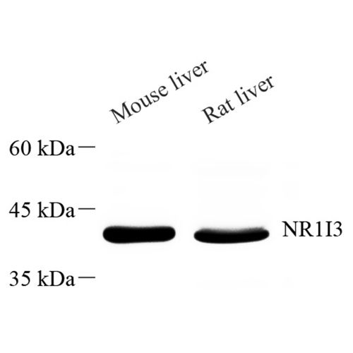 Anti -Constitutive androstane receptor Rabbit pAb
