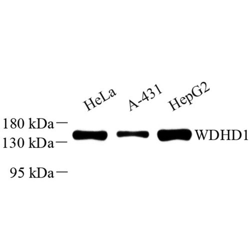 Anti -WDHD1 Rabbit pAb