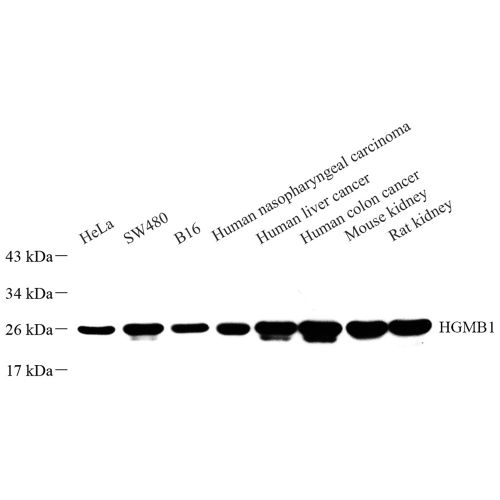 Anti -HMGB1 Rabbit pAb