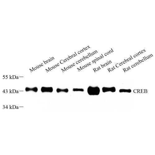 Anti -CREB Rabbit pAb
