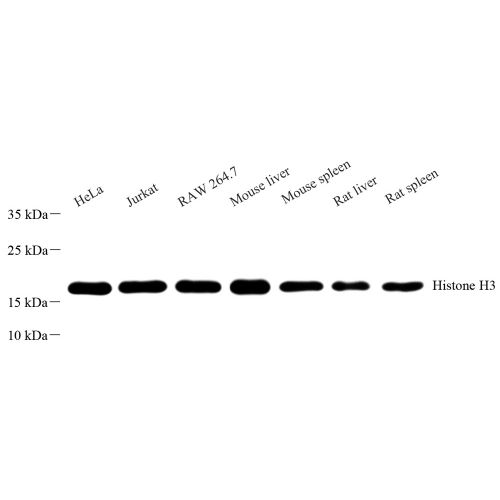 Anti -Histone H3 Rabbit pAb