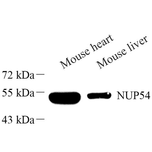 Anti -NUP54 Rabbit pAb