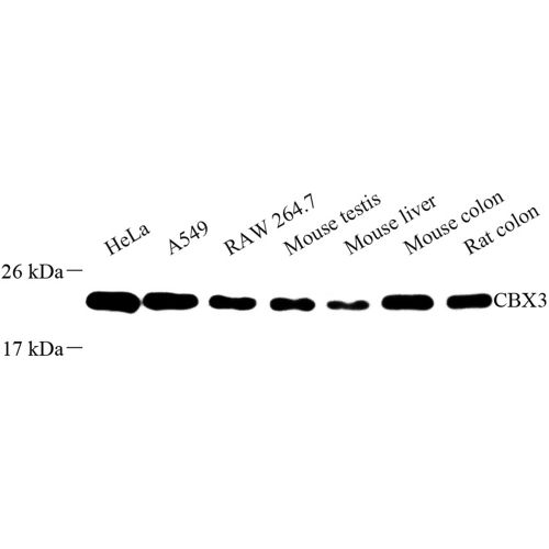 Anti -HP1 gamma/CBX3 Rabbit pAb