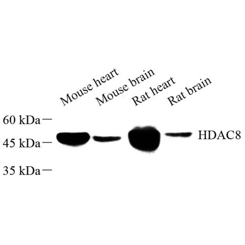 Anti -HDAC8 Rabbit pAb