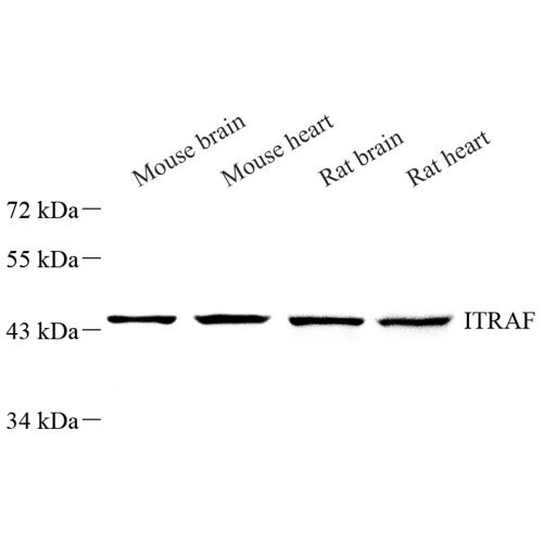 Anti -TANK/TRAF2 Rabbit pAb