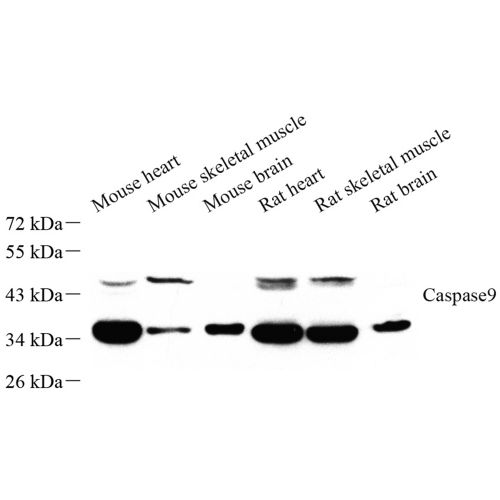 Anti -Caspase-9 Rabbit pAb